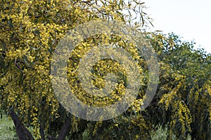 Blooming acacia saligna tree