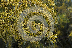 Blooming acacia saligna tree