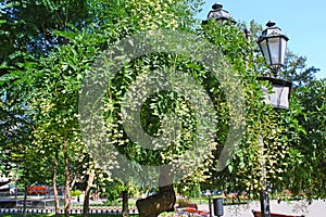 Blooming acacia tree in Odesa, Ukraine