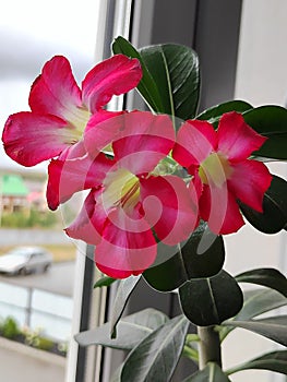 Blooming adenium flower with pronounced petals