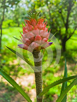 A Blooming Aechmea fasciata Silver vase or Urn plant is a species of flowering plant