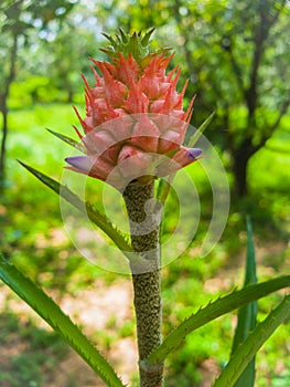 A Blooming Aechmea fasciata Silver vase or Urn plant is a species of flowering plant