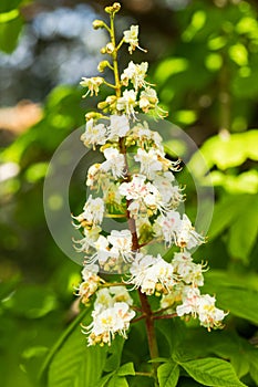 Blooming Aesculus Aesculus Hippocastanum In Summer Close Up