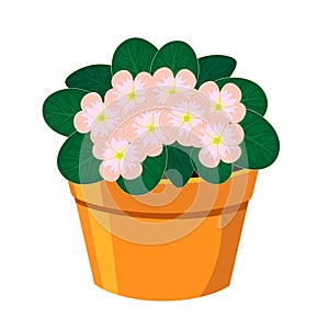 Blooming African Violet flower in the pot