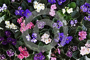 Blooming African violets photo