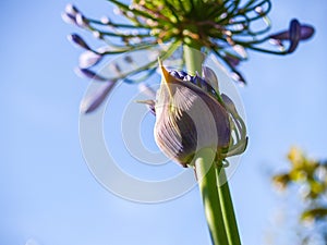 Blooming-agapanthus flower