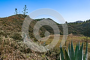 Blooming Agave At The Caldera Los Marteles photo