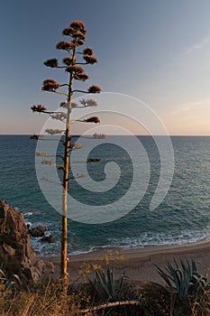 Blooming agave in dusk
