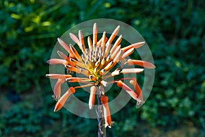 Blooming agave flower bud in detail