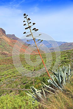 Blooming agave in Gran Canaria photo