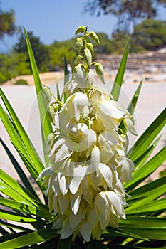 Blooming Agave