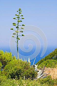 Blooming Agave