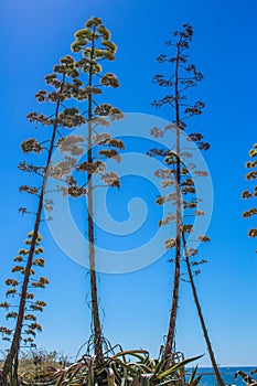 Blooming agave trees against the sky