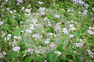 Blooming Ageratum conyzoides cut lon field of flowers at springtime in Vietnam