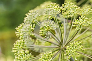 Blooming Alium flower structure