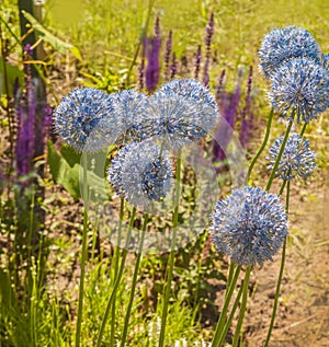 Blooming allium blue on  background  Salvia nemorosa caradonna in a summer garden