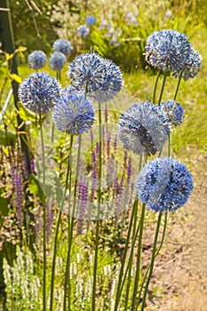 Blooming allium blue on  background  Salvia nemorosa caradonna in a summer garden