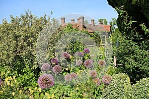 Blooming Allium in Great Dixter House & Gardens.