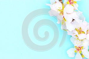 Blooming almond flowers on a blue background. Blossoms on a side, creating a frame. photo