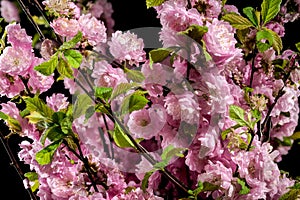 Blooming Almond Prunus triloba tree flowers on a black background