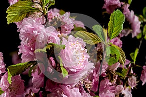 Blooming Almond Prunus triloba tree flowers on a black background