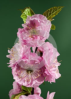 Blooming Almond Prunus triloba tree flowers on a green background