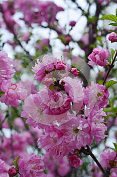 Blooming almond tree. Beautiful pink flowers. Spring garden.