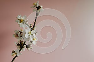 Blooming almond tree branch with selective focus against pale pink stucco wall.