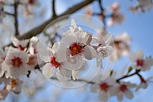 Blooming almond tree close up. White flower, pink center. With sky