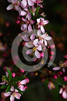Blooming almond tree Prunus dulcis in the sun at spring