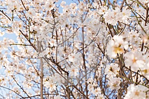 Blooming almond tree before spring