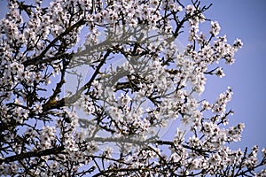 blooming almond tree in spring