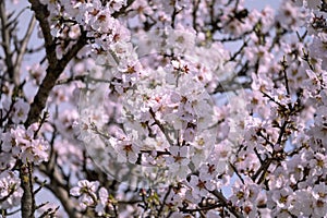 blooming almond tree in spring