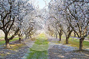 Blooming Almond Trees