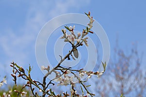 Blooming almond trees herald spring