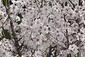 Blooming almond trees herald spring