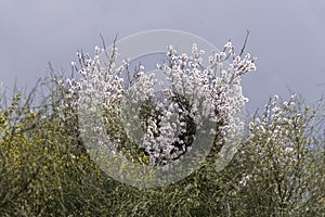 Blooming almond trees in an orchard