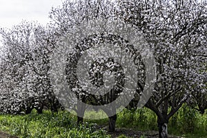 Blooming almond trees in an orchard