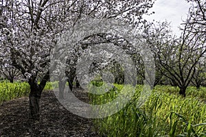 Blooming almond trees in an orchard