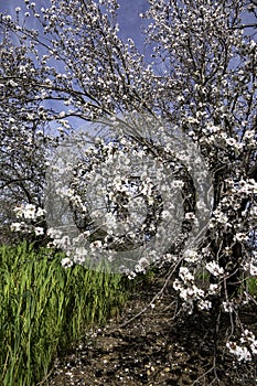 Blooming almond trees in an orchard
