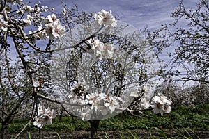 Blooming almond trees in an orchard
