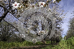 Blooming almond trees in an orchard