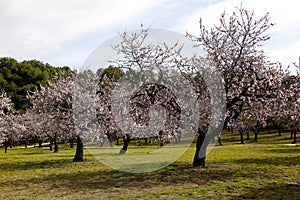 Blooming almond trees in a park
