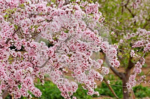 Blooming almond trees with pink and white flowers in a Spanish orchard
