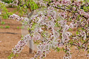 Blooming almond trees with pink and white flowers in a Spanish orchard