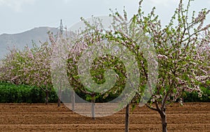 Blooming almond trees with pink and white flowers in a Spanish orchard