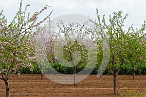 Blooming almond trees with pink and white flowers in a Spanish orchard