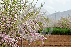 Blooming almond trees with pink and white flowers in a Spanish orchard