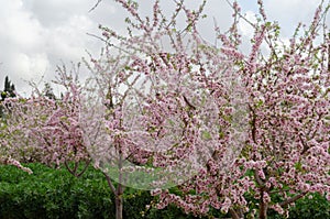 Blooming almond trees with pink and white flowers in a Spanish orchard