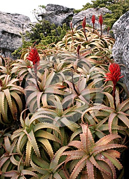 Blooming aloe